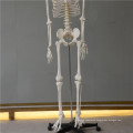 China cheap China ISO Life-Size Hand Skeleton model